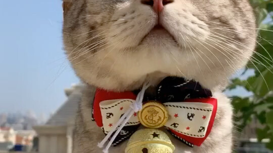 Asal-usul Xiao Wang...