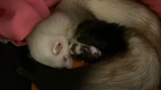 Ferret อาบน้ำและกอด 🥰 Sassy