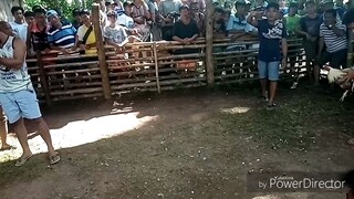 Mayahin vs white gold. Dumayo kami. 1st fight. Personal cock. Vergo ang amin 4x nakalaban.