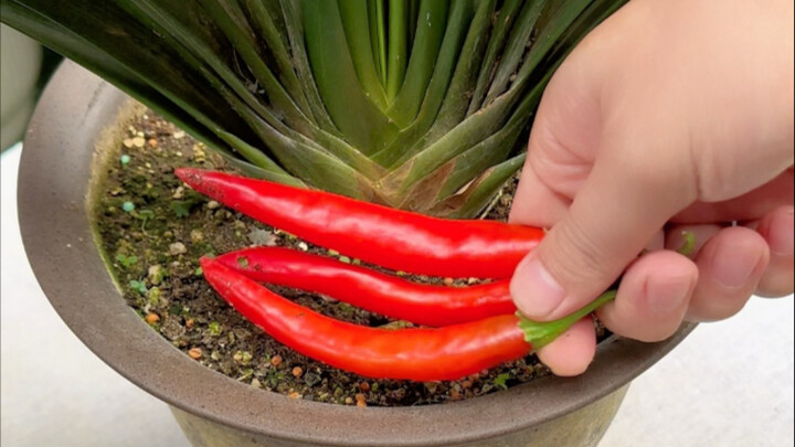 Nhà ít cây ra hoa, nhất định phải dùng biện pháp kích hoa!