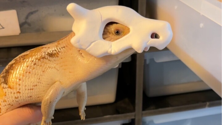 Caracalla skull, effect: IQ -20, cuteness +50