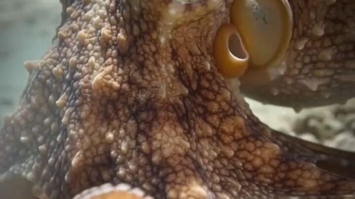 “Kya tum jaante ho? Is samundari creature ke paas ek nahi #RaazVerse #Octopus #OctopusFacts #3Hearts