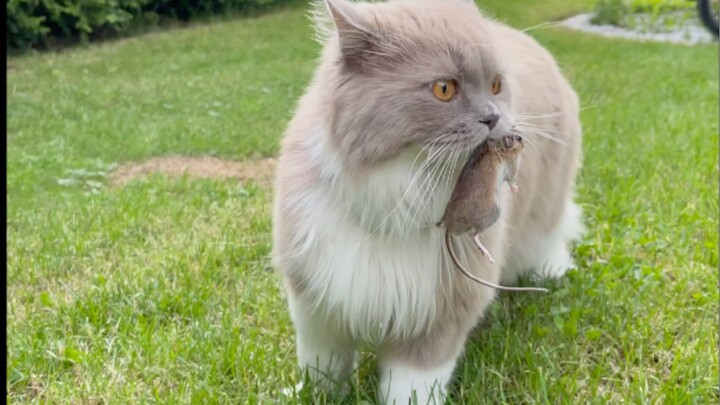 Doubt my ability to catch mice? I'll give you a big one!!!