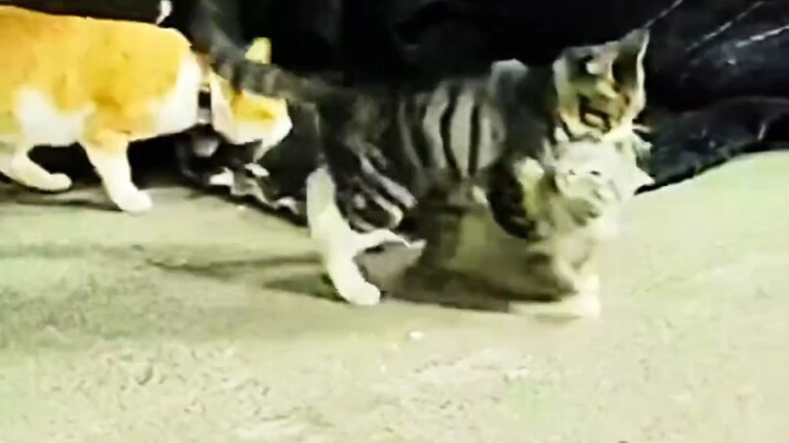 Cat: Not one can be missing.