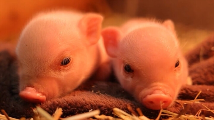 5-day-old baby piglets 😍😍
