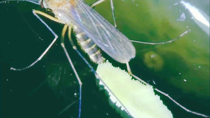 Where do mosquitoes lay their eggs?