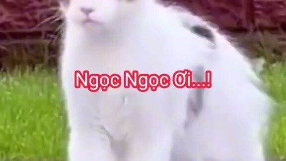 Ai tên Ngọc mèo kêu kìa :))