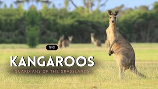All About Kangaroos  Quokkas  Australia s Wildlife Icons(1080P HD)