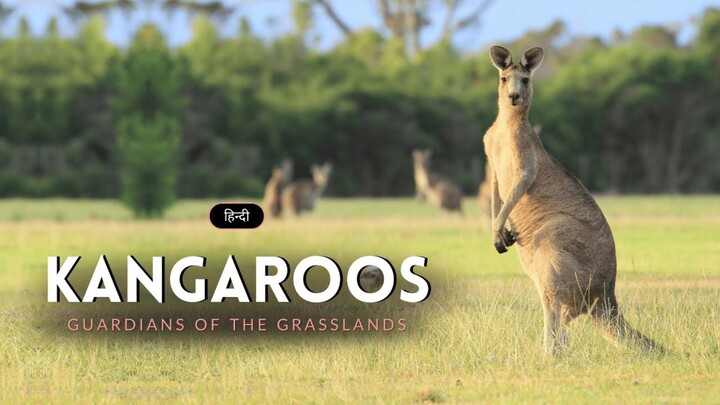 All About Kangaroos  Quokkas  Australia s Wildlife Icons(1080P HD)