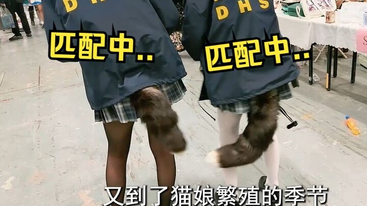 Ký sự tán tỉnh của cô nàng mèo (●ˇ∀ˇ●)/