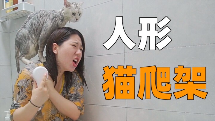 The owner gave the cat its first bath and was immediately treated like a human-sized cat tree, leavi