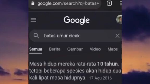 menurut penelusuran gw cicak biola lumayan kuat