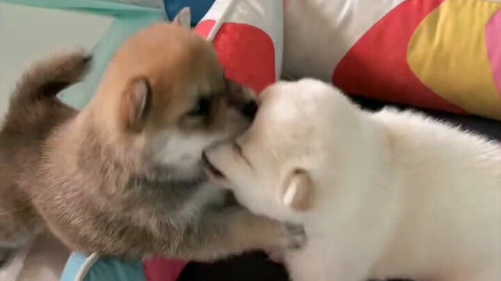 Today’s cutest Shiba Inu is now online—please check it out!