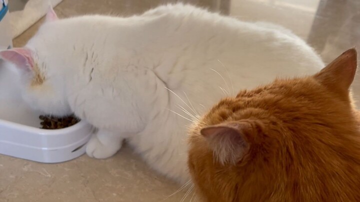 Xiao Mi earnestly and patiently advised Da Mi to lose weight, but Da Mi completely ignored her and j