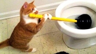 แมวกับหมาที่สนุกที่สุด 🐱🐶 ตอนที่ 62