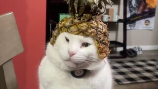 Don't throw away the pineapple tops after eating them—just peel them a bit, and they'll turn into ki