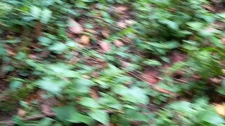 palung nepal