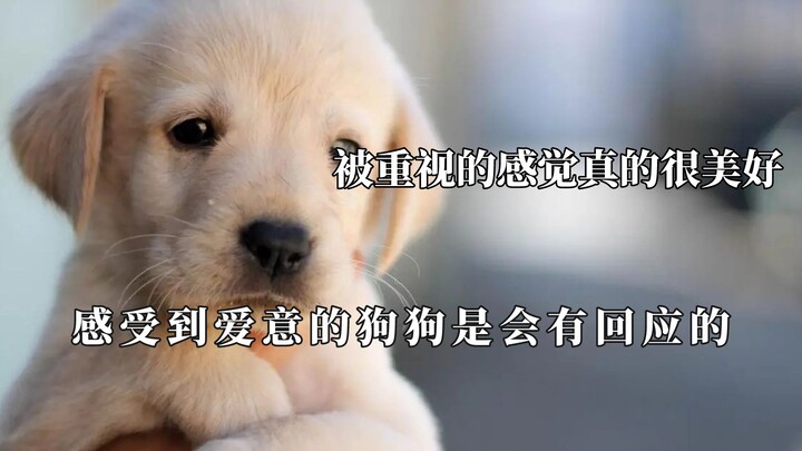 Cảm giác được quan tâm thật sự rất tuyệt, khi gặp lũ lụt chú chó đã cố gắng hết sức để giữ chặt chủ 