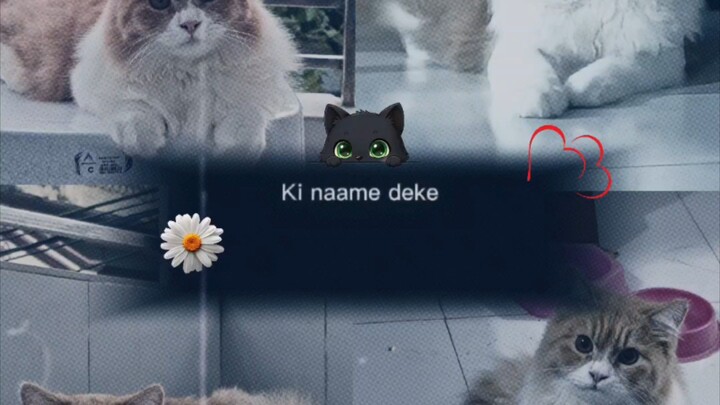 Cat #Meow #trend