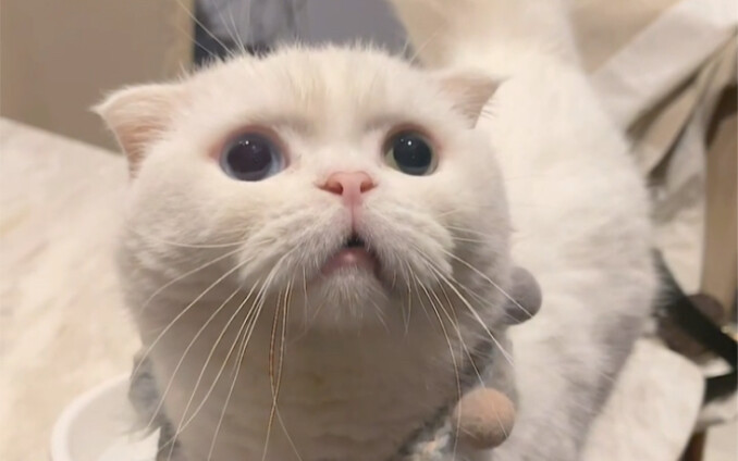 How much has my cat changed before and after being spayed/neutered?