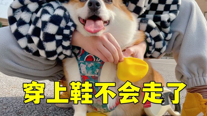 คอร์กี้ใส่รองเท้าครั้งแรก ตอนเดินดูเหมือนเมาเหล้าปลอมเลย...