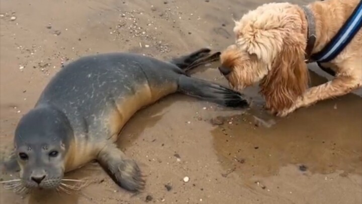 A baby seal washes ashore, and a dog rushes over to offer warmth.