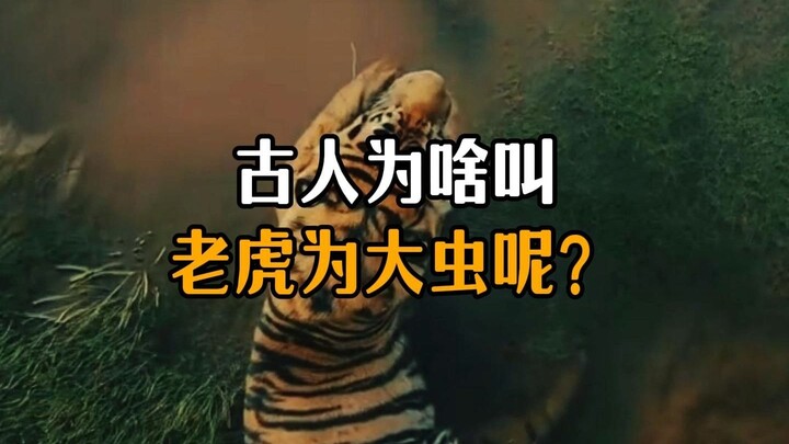 Mengapa orang dahulu menyebut harimau sebagai “dachong”?