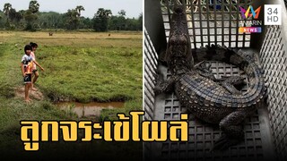 ชาวบ้านผวา! ลูกจระเข้โผล่แอ่งน้ำในนา ไม่รู้มาจากไหน