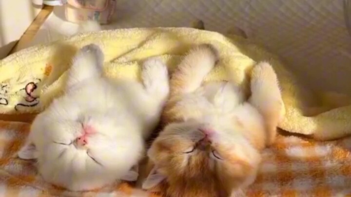 Apakah hanya kucing peliharaan saya yang tidur seperti ini?