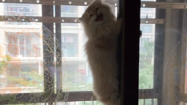 Because the barking was too noisy, I moved to a bigger house, but now the barkers are still so loud 