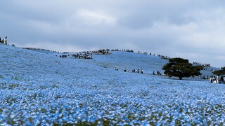 [Pilgrimage to the Holy Land of the Buried Flillian] The blue moon grass in Flillian, Sinmel's homet