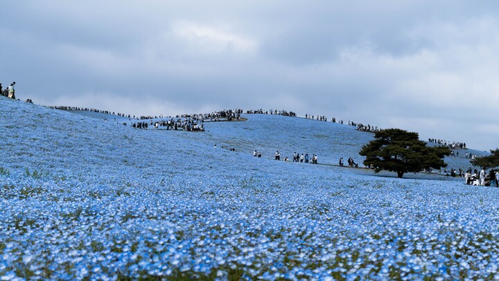 [Pilgrimage to the Holy Land of the Buried Flillian] The blue moon grass in Flillian, Sinmel's homet