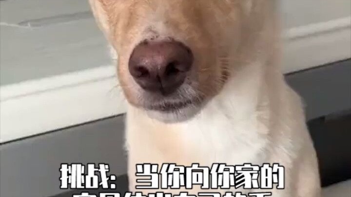 【โรงเรียนอนุบาลสุนัข】ไม่มีอาเว่ยคนไหนรอดชีวิตออกจากวิดีโอนี้ไปได้