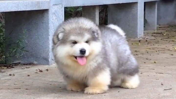 ألاسكا اللطيف للغاية، الكلب سمين بعض الشيء ويركض ويتسلق، إنه لطيف جدًا!