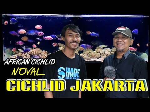 AFRICAn CICHLID  DI JAKARTA SELATAN  -  CICHLID JAKARTA PART.1