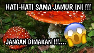 HAT-HATI!!! JAMUR BERACUN BISA BIKIN GILA SAMPAI MENYEBABKAN KEMATIAN