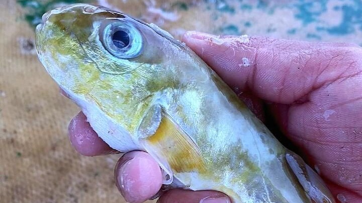 Membawa penggemar perempuan cantik naik kapal sewaan untuk berlayar, kenapa tiba-tiba mabuk laut?