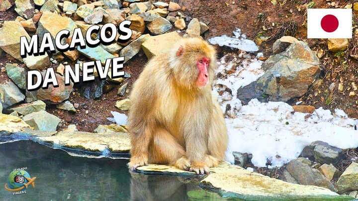 How is it like to visit the Snow Monkey Park in Japan? (Vlog PT-BR)