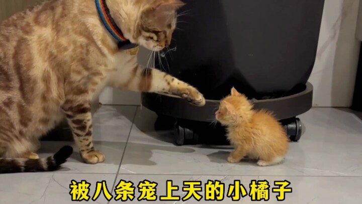 Hachijo and Yaoyao are so heartwarming!