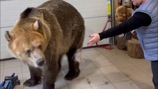 I've seen people grabbing bargains, but this is the first time I've seen someone pulling bear fur...