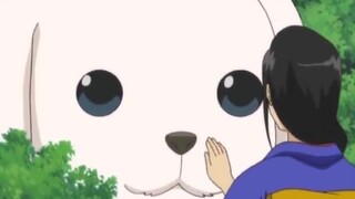 [Gintama / Katsura Kotaro] How can my wig be so cute!