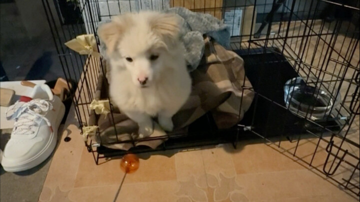 มาดูกันว่าลูกสุนัขที่เก็บกลับบ้านมาได้ 10 วัน เรียนรู้อะไรบ้าง