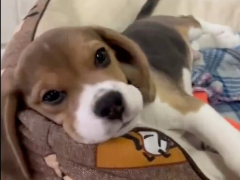 大家这么喜欢比格犬，不如也养一只吧！