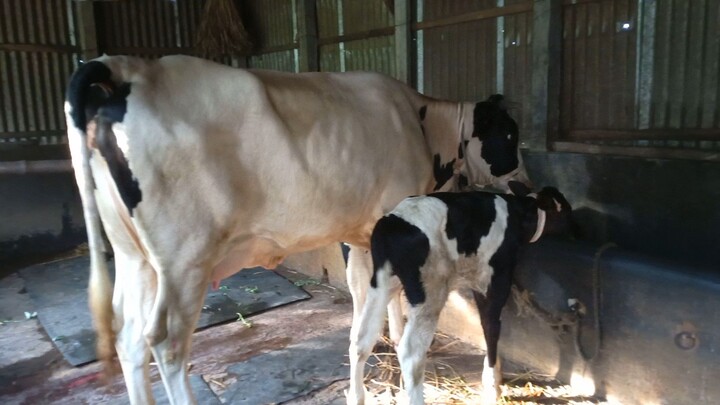 the cow 20 litter milk.