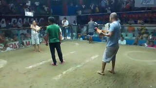 peñafrancia fiesta (2cock ulotan @ milaor cam.sur) - second fight (champion)