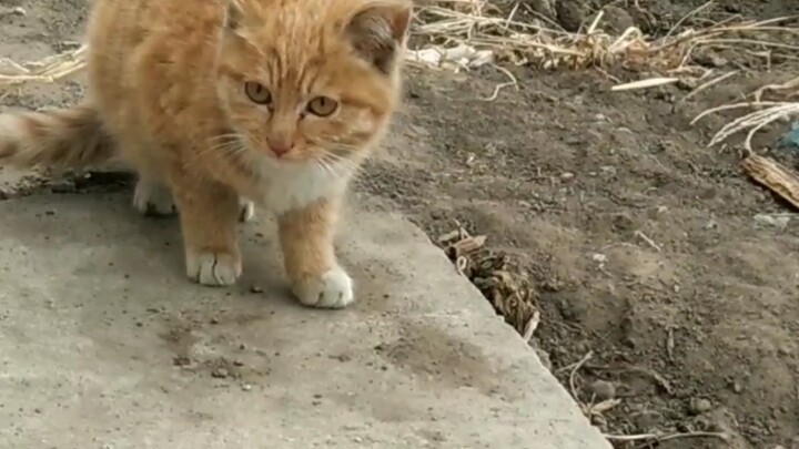 Hôm qua cho một con mèo hoang ăn, thế mà hôm nay nó dẫn cả đàn đến luôn!