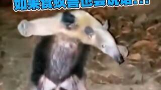 真的很大！！😭