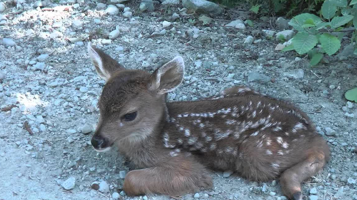 Một chú hươu con được tìm thấy trên đường