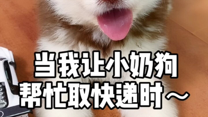 When My Cute Puppy Helps Me Pick Up My Package~