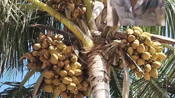 fresh coconut